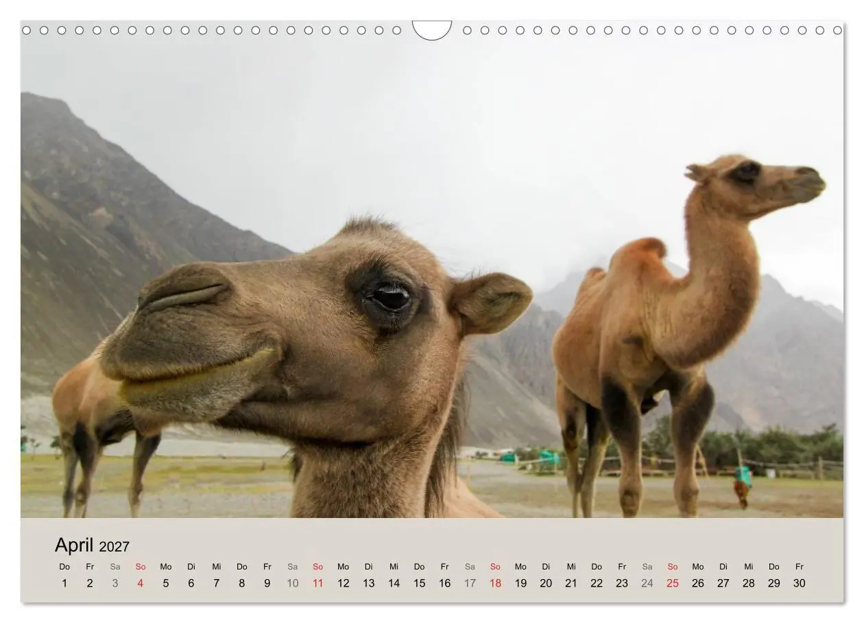 Bild: 9783594007068 | Kamel Porträt (Wandkalender 2027 DIN A3 quer), CALVENDO Monatskalender
