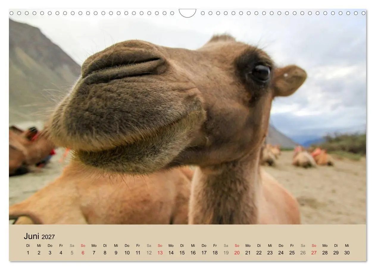 Bild: 9783594007068 | Kamel Porträt (Wandkalender 2027 DIN A3 quer), CALVENDO Monatskalender