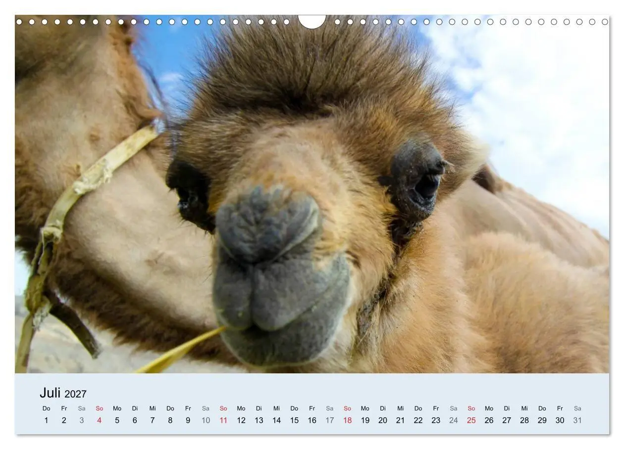 Bild: 9783594007068 | Kamel Porträt (Wandkalender 2027 DIN A3 quer), CALVENDO Monatskalender