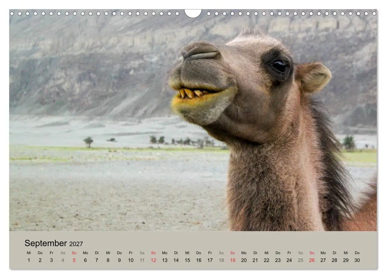 Bild: 9783594007068 | Kamel Porträt (Wandkalender 2027 DIN A3 quer), CALVENDO Monatskalender