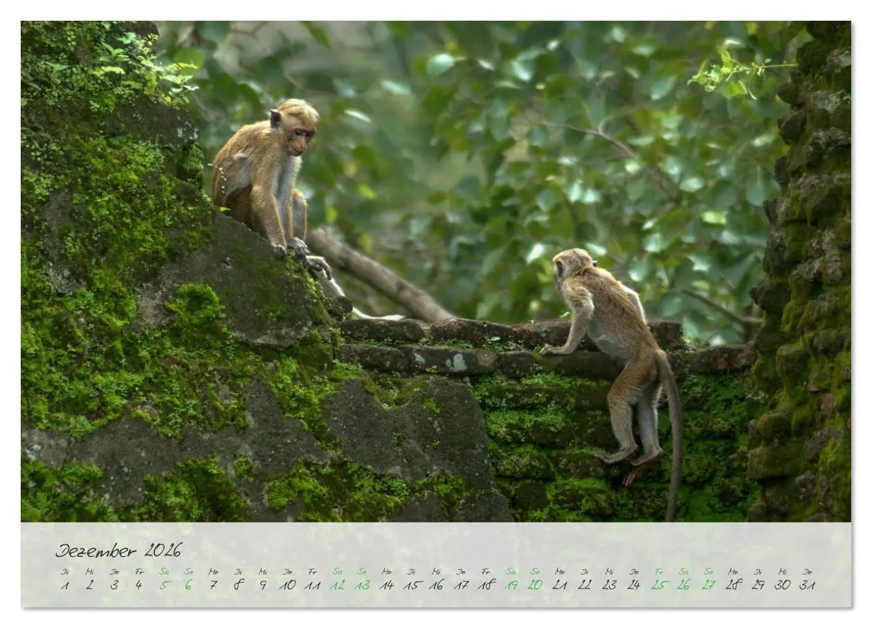 Bild: 9783457307168 | Verliebt in Sri Lanka (Wandkalender 2026 DIN A4 quer), CALVENDO...
