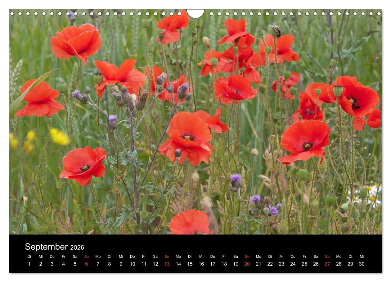 Bild: 9783516187168 | Südschweden (Wandkalender 2026 DIN A3 quer), CALVENDO Monatskalender