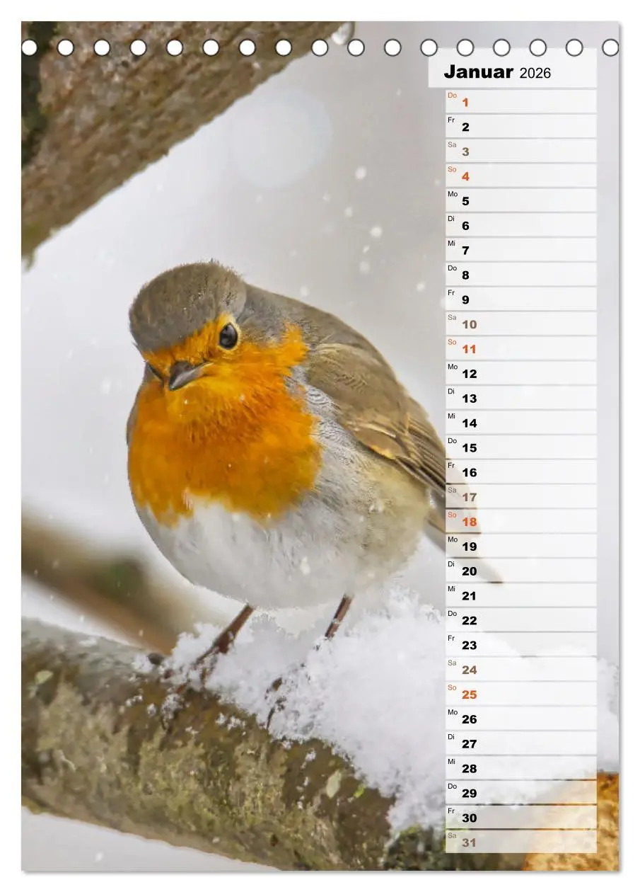 Bild: 9783516327168 | Niedliche Rotkehlchen (Tischkalender 2026 DIN A5 hoch), CALVENDO...