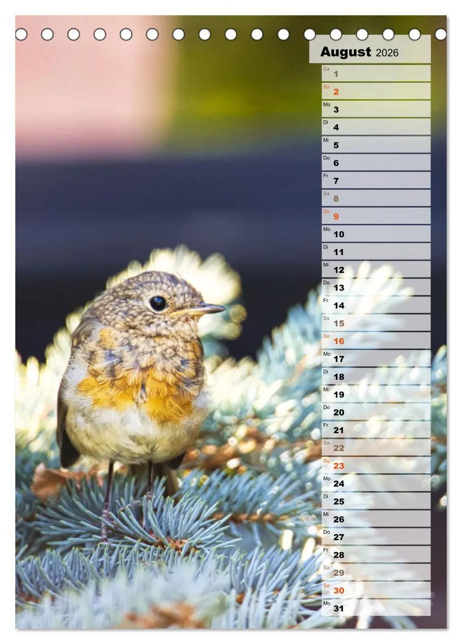 Bild: 9783516327168 | Niedliche Rotkehlchen (Tischkalender 2026 DIN A5 hoch), CALVENDO...