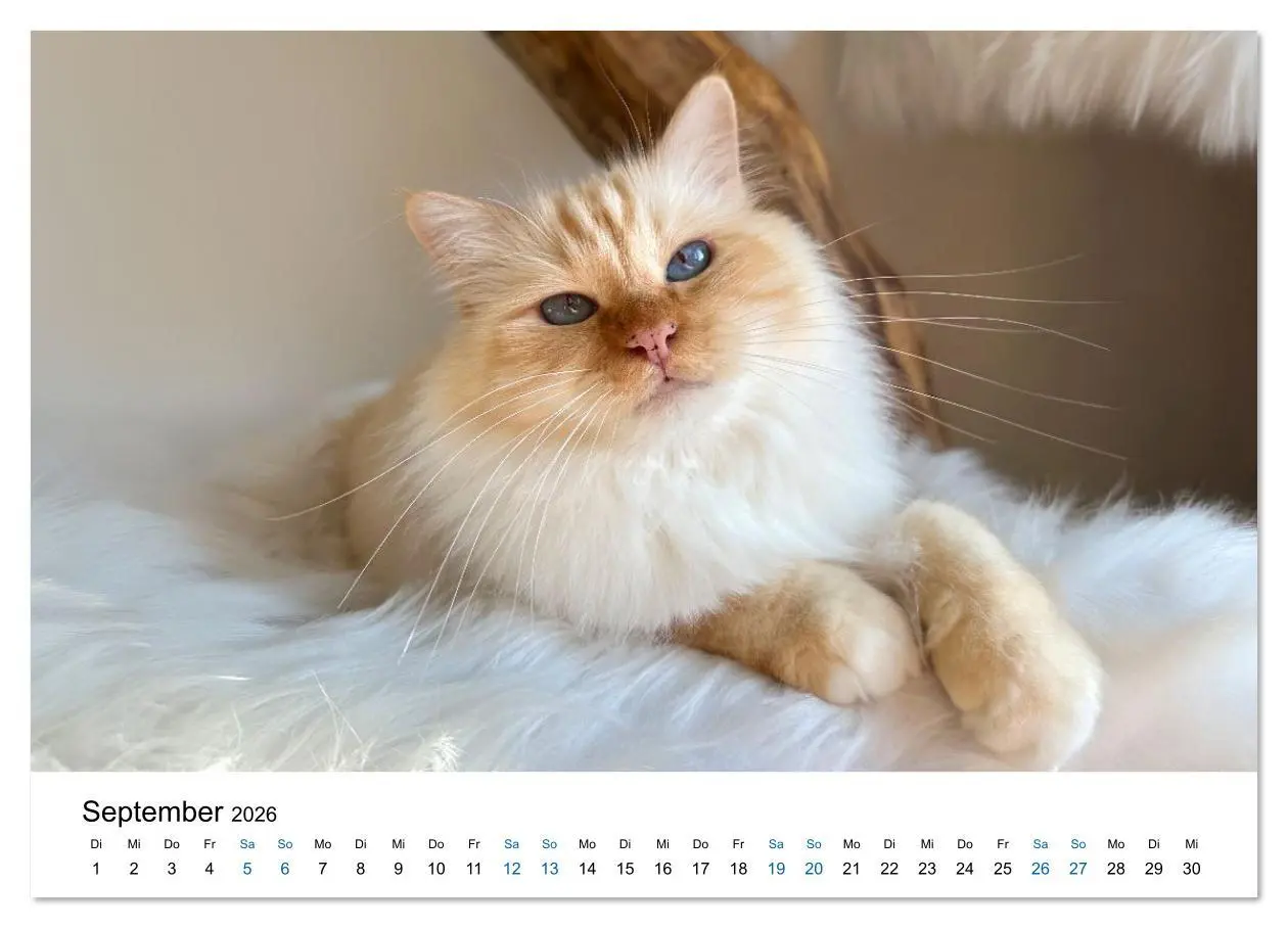 Bild: 9783516637168 | Heilige Birma Katzen - Eine Rasse mit traumhaft blauen Augen....