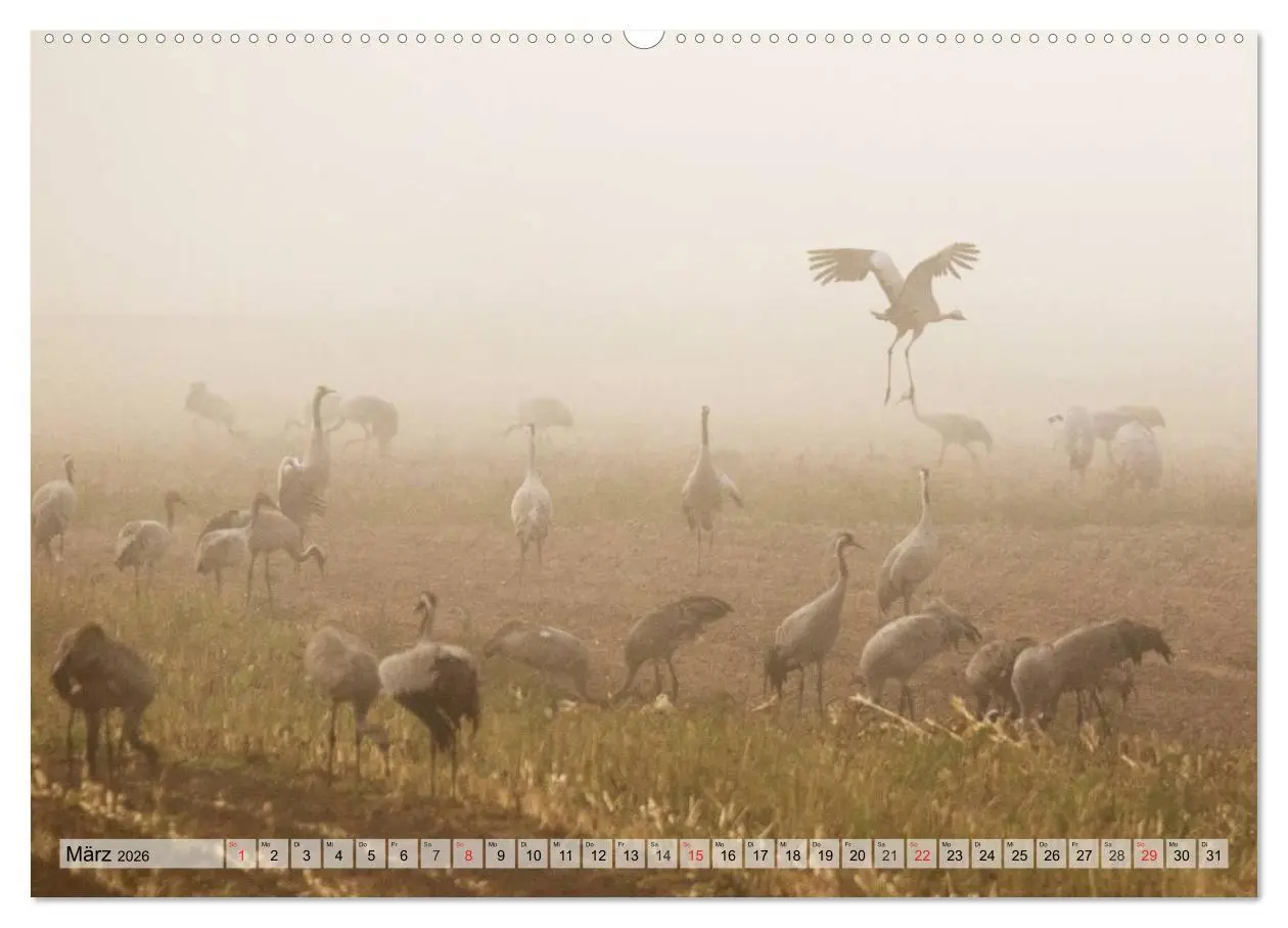 Bild: 9783516007268 | Kraniche auf dem Weg nach Süden (hochwertiger Premium Wandkalender...