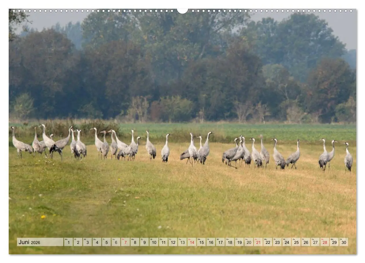 Bild: 9783516007268 | Kraniche auf dem Weg nach Süden (hochwertiger Premium Wandkalender...