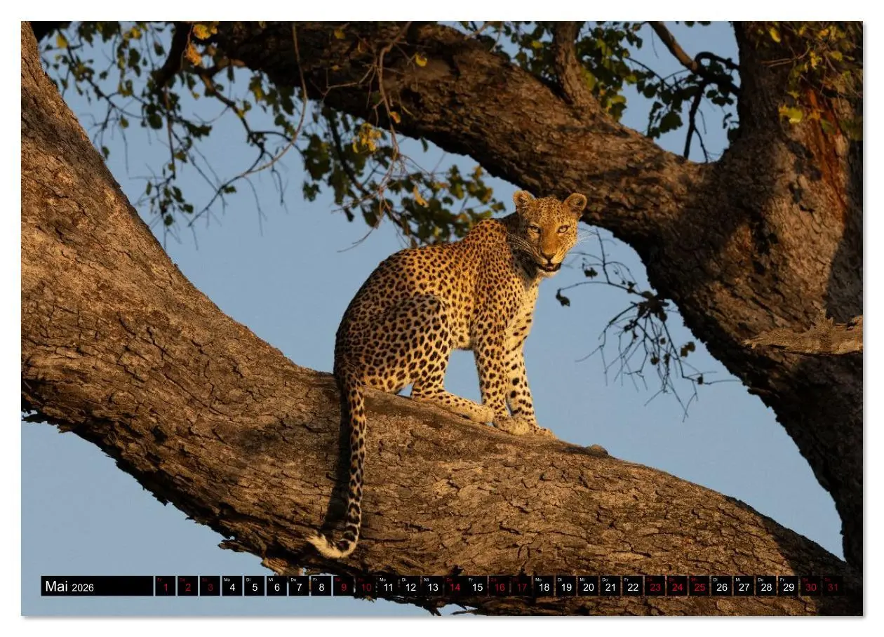 Bild: 9783516627268 | Komm mit auf Safari! Botswana und Südafrika (Wandkalender 2026 DIN...