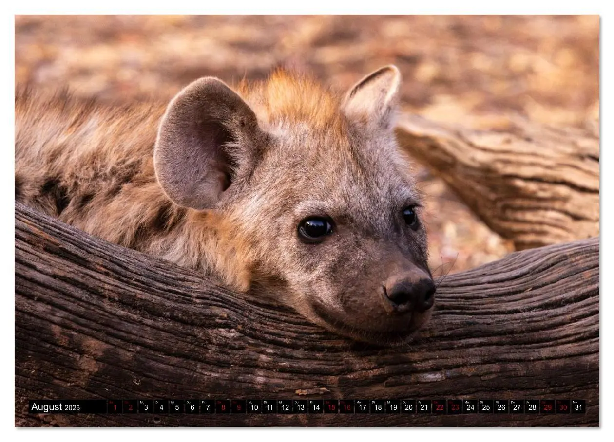 Bild: 9783516627268 | Komm mit auf Safari! Botswana und Südafrika (Wandkalender 2026 DIN...