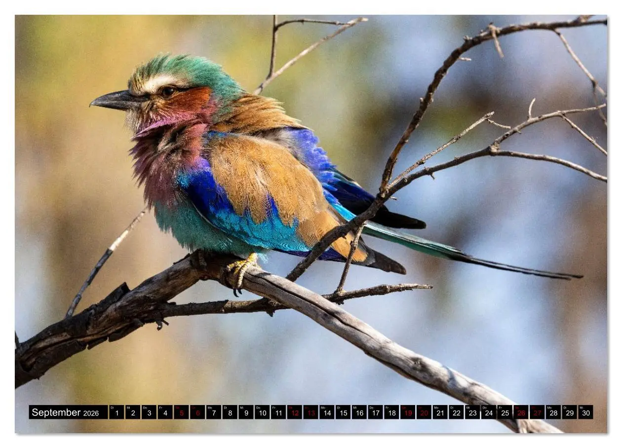 Bild: 9783516627268 | Komm mit auf Safari! Botswana und Südafrika (Wandkalender 2026 DIN...