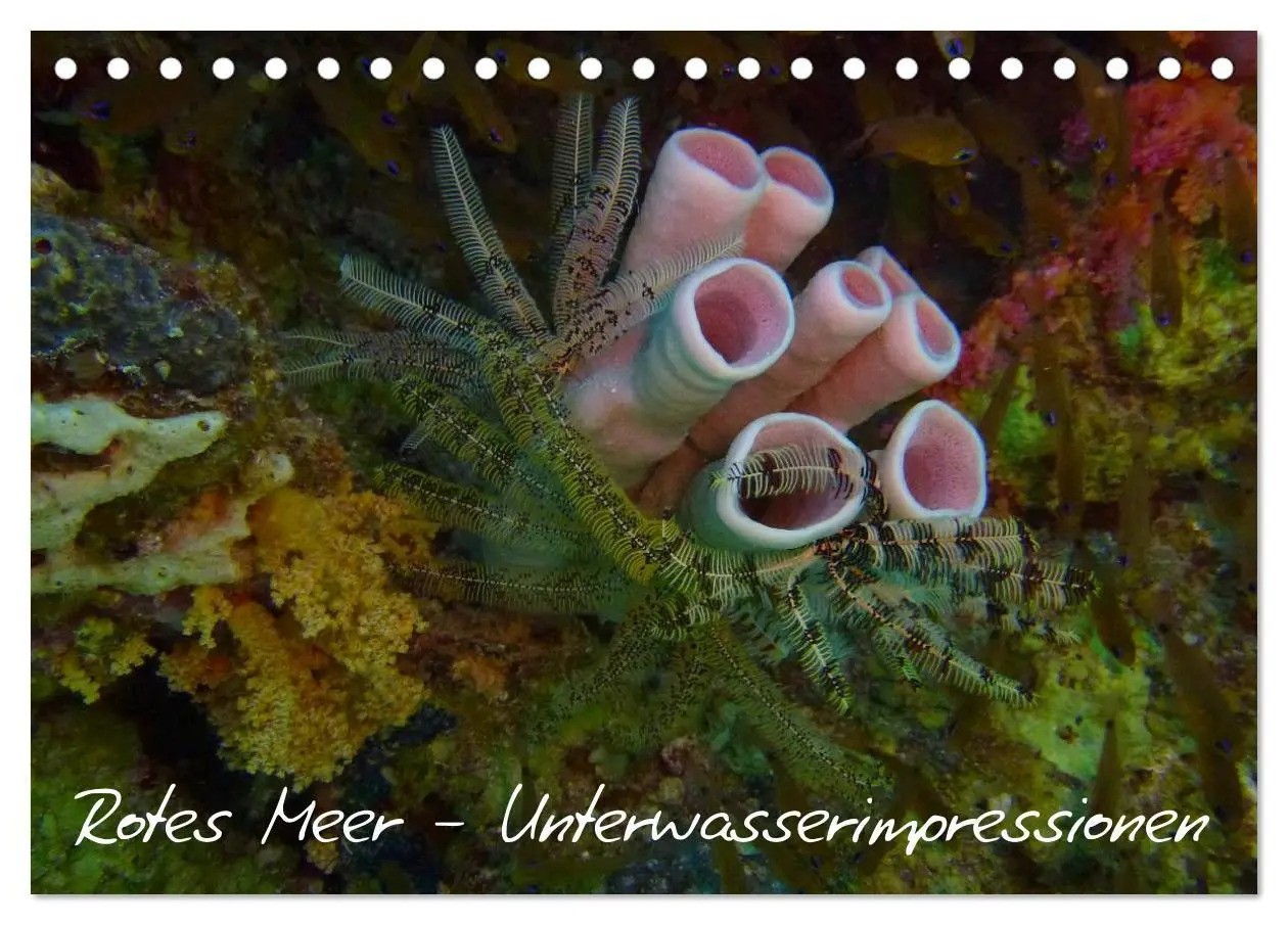 Cover: 9783516167368 | Rotes Meer - Unterwasserimpressionen (Tischkalender 2026 DIN A5...
