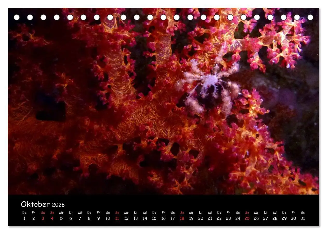 Bild: 9783516167368 | Rotes Meer - Unterwasserimpressionen (Tischkalender 2026 DIN A5...
