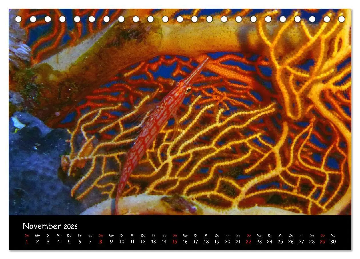 Bild: 9783516167368 | Rotes Meer - Unterwasserimpressionen (Tischkalender 2026 DIN A5...