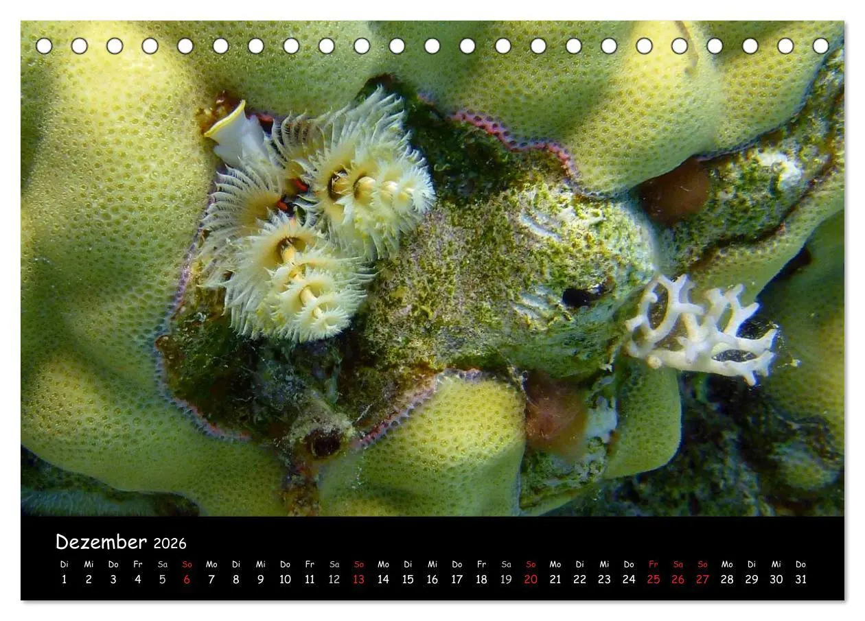 Bild: 9783516167368 | Rotes Meer - Unterwasserimpressionen (Tischkalender 2026 DIN A5...