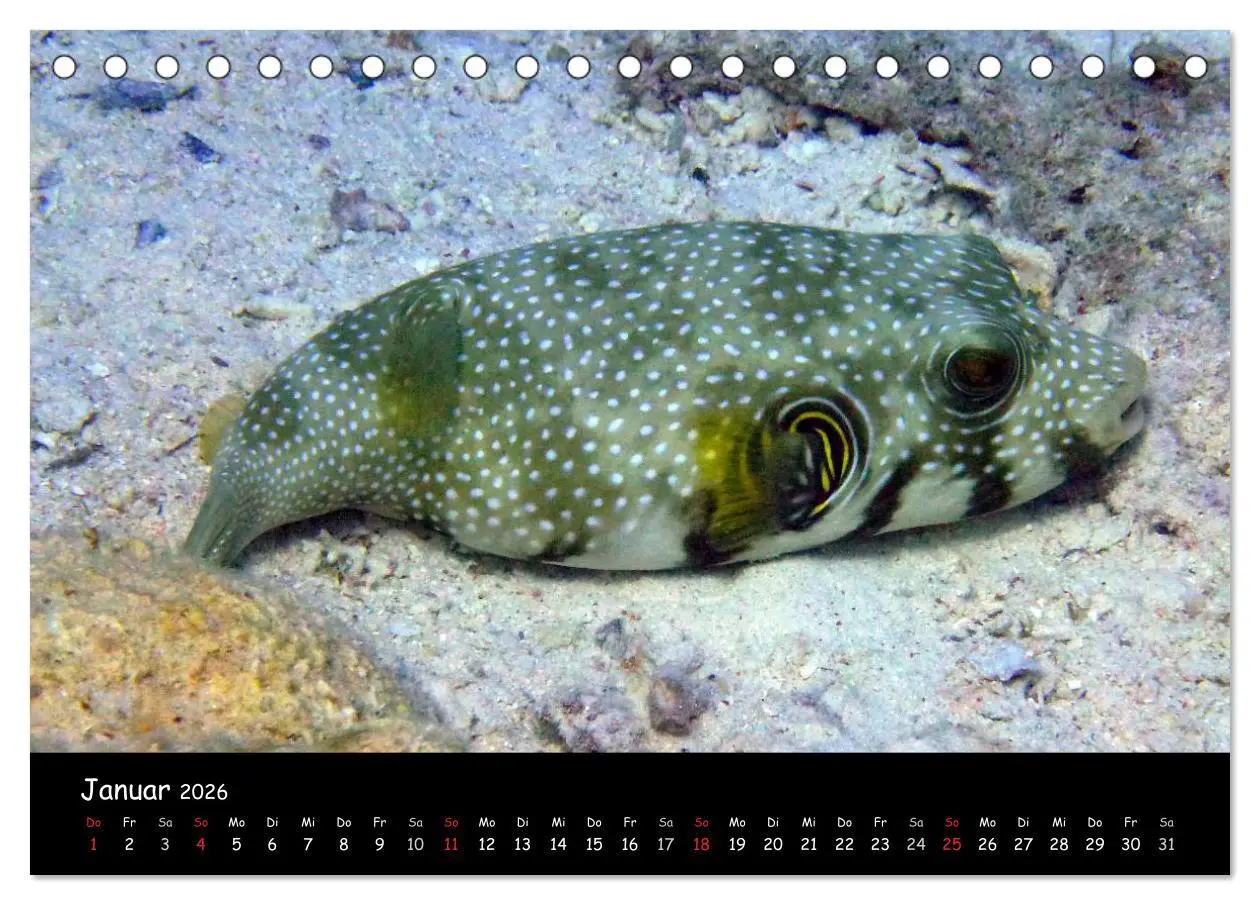 Bild: 9783516167368 | Rotes Meer - Unterwasserimpressionen (Tischkalender 2026 DIN A5...