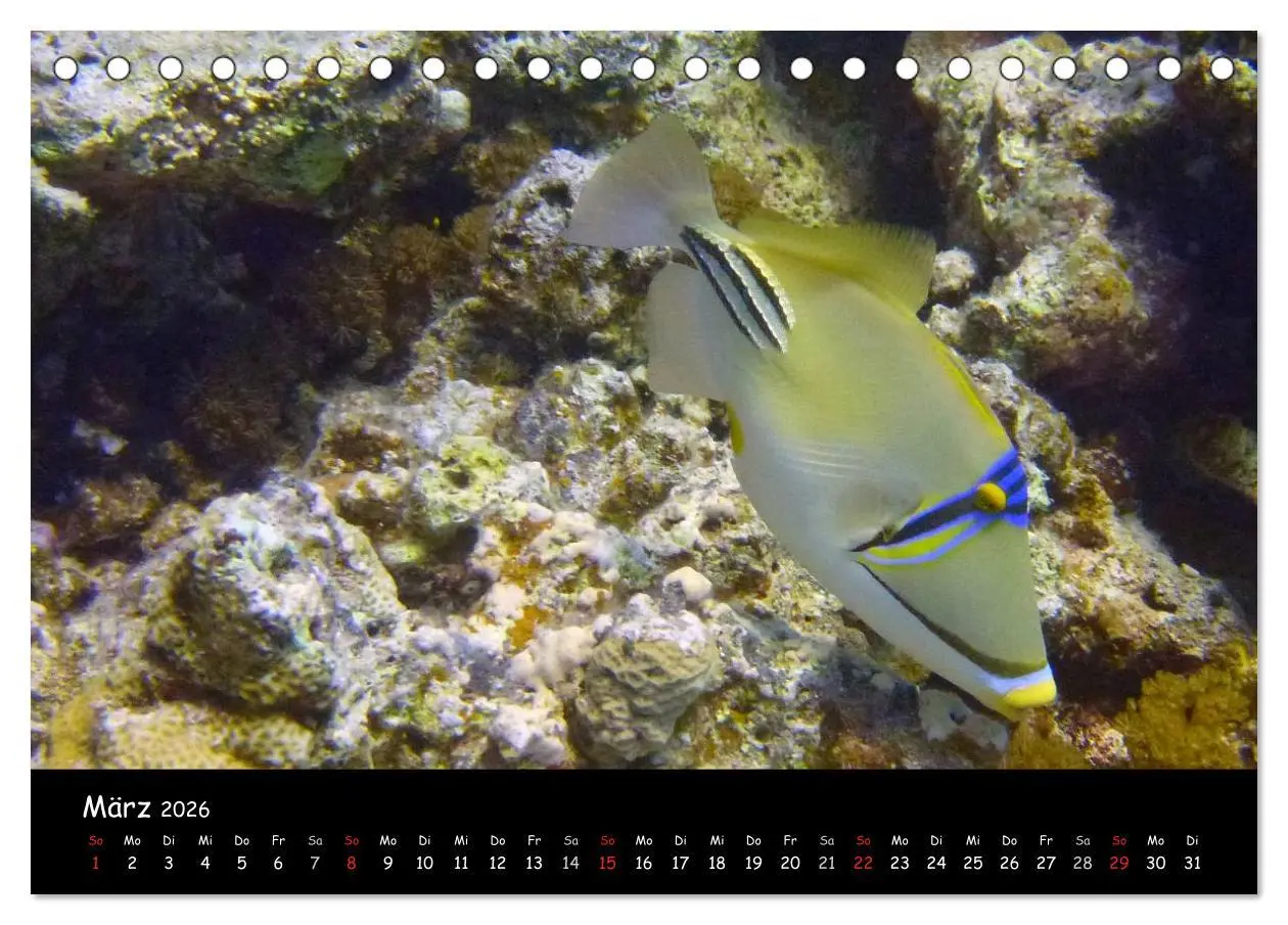 Bild: 9783516167368 | Rotes Meer - Unterwasserimpressionen (Tischkalender 2026 DIN A5...