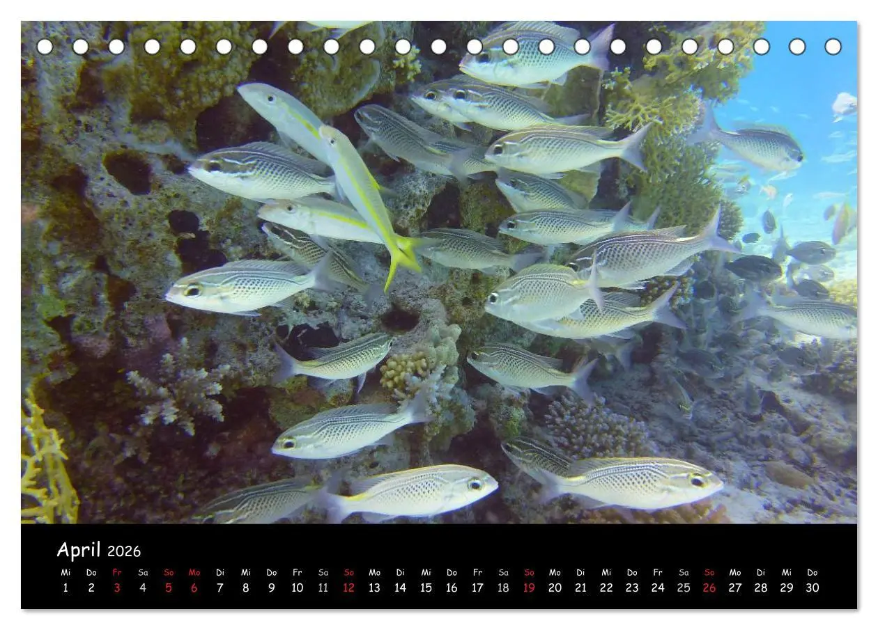 Bild: 9783516167368 | Rotes Meer - Unterwasserimpressionen (Tischkalender 2026 DIN A5...