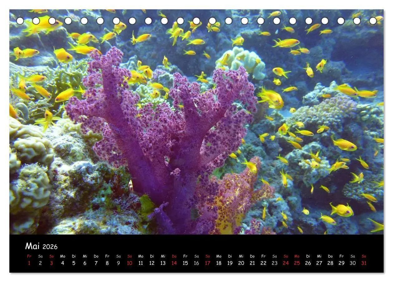 Bild: 9783516167368 | Rotes Meer - Unterwasserimpressionen (Tischkalender 2026 DIN A5...