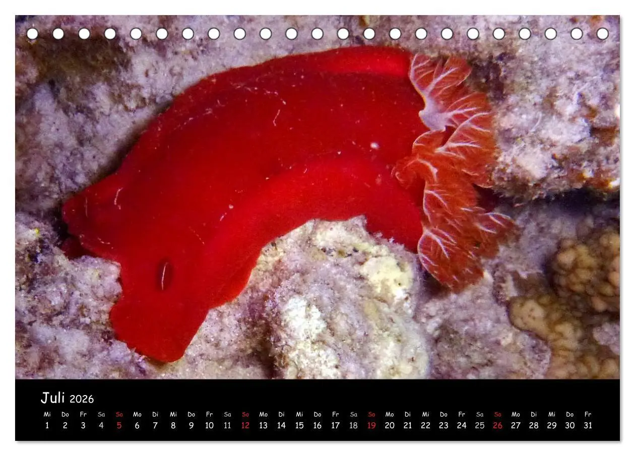 Bild: 9783516167368 | Rotes Meer - Unterwasserimpressionen (Tischkalender 2026 DIN A5...