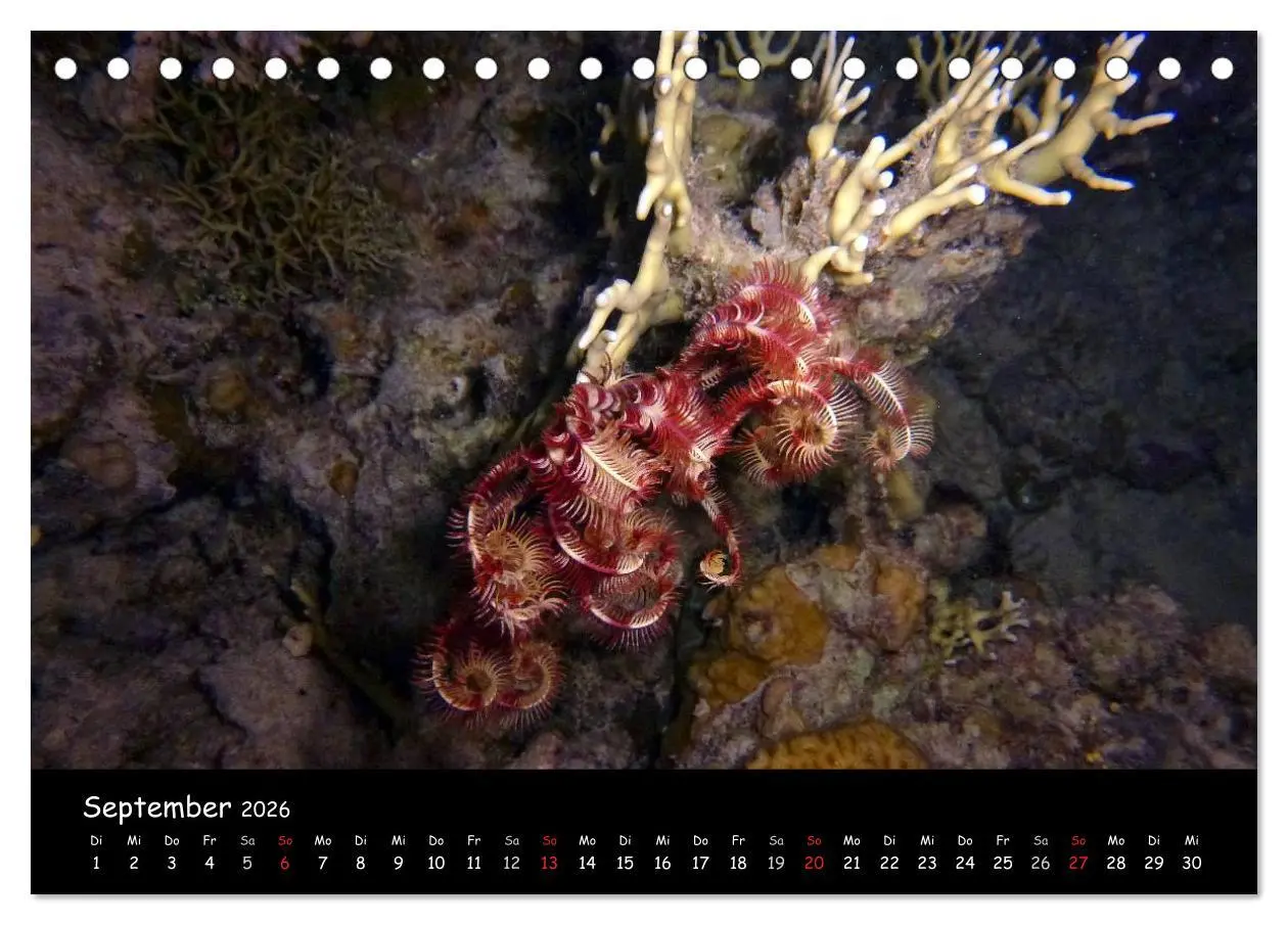 Bild: 9783516167368 | Rotes Meer - Unterwasserimpressionen (Tischkalender 2026 DIN A5...