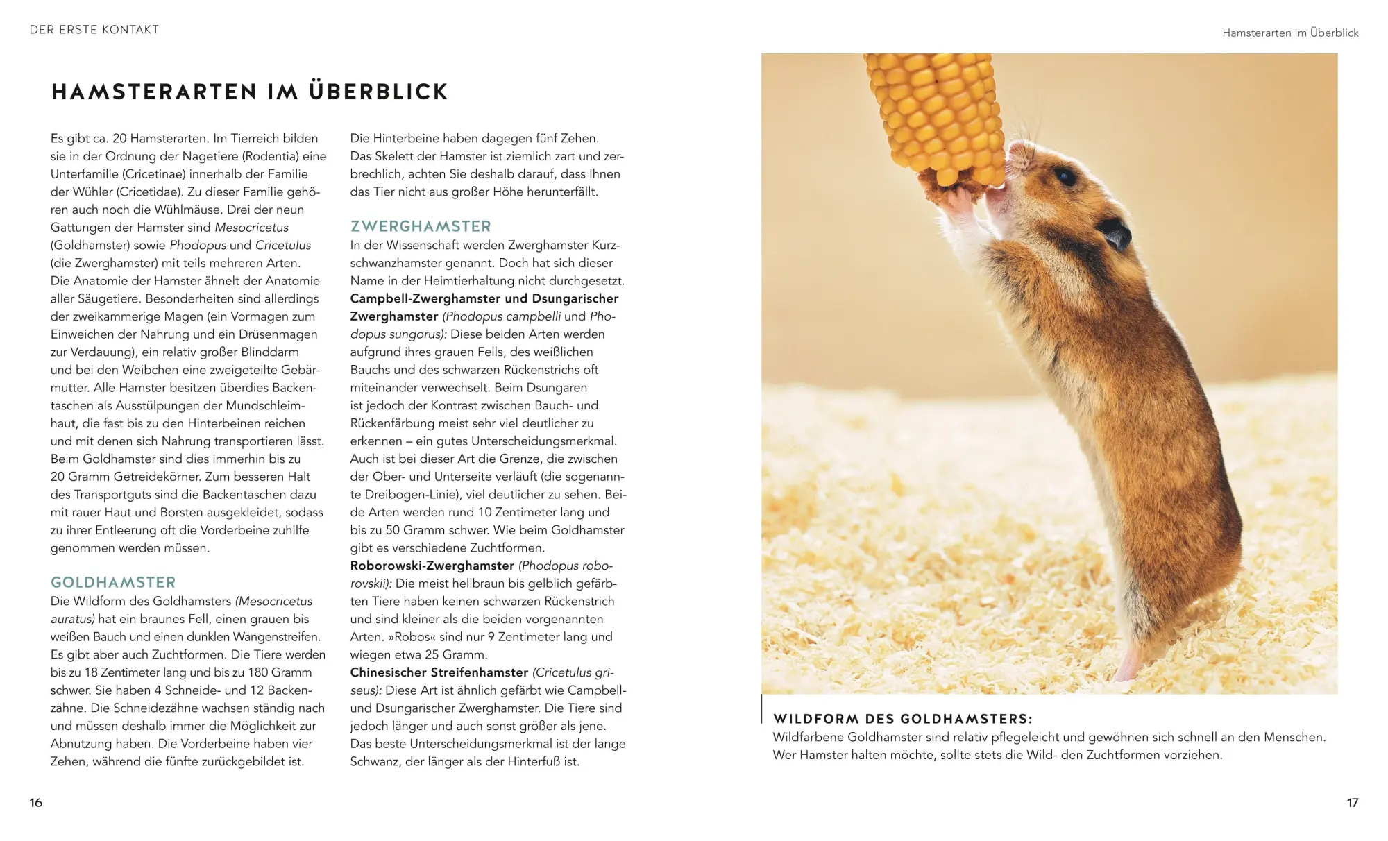 Bild: 9783833897368 | Hamster | So fühlen sie sich rundum wohl | Peter Fritzsche | Buch