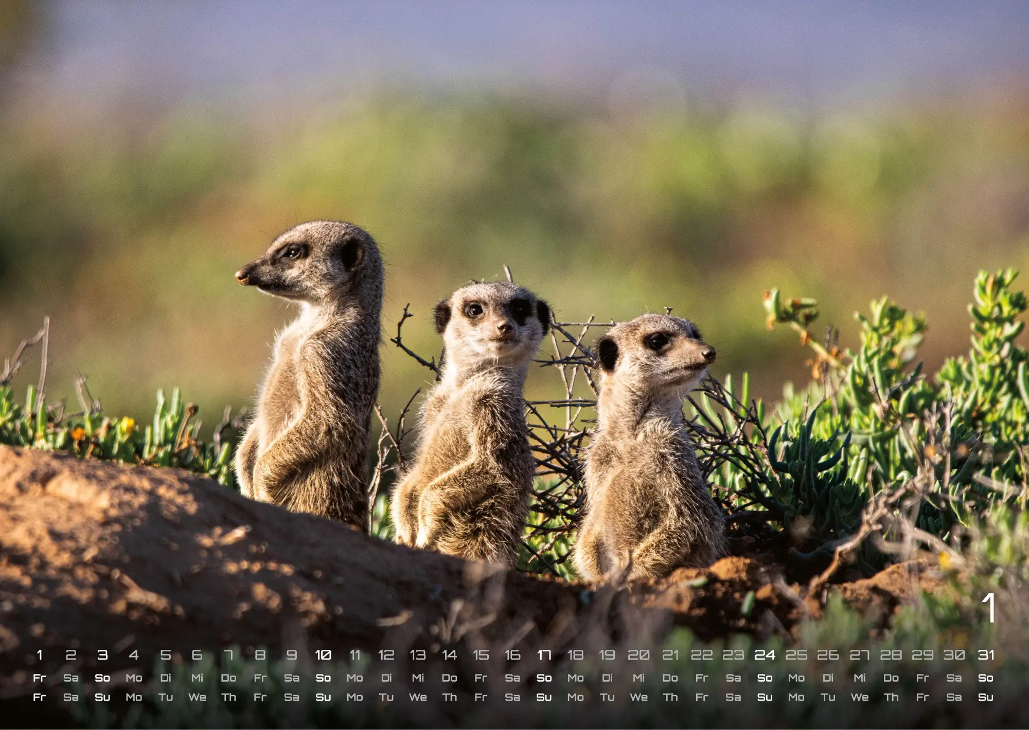 Bild: 9783986737368 | Erdmännchen - Kleine Wächter, große Abenteuer! - 2027 - Kalender...