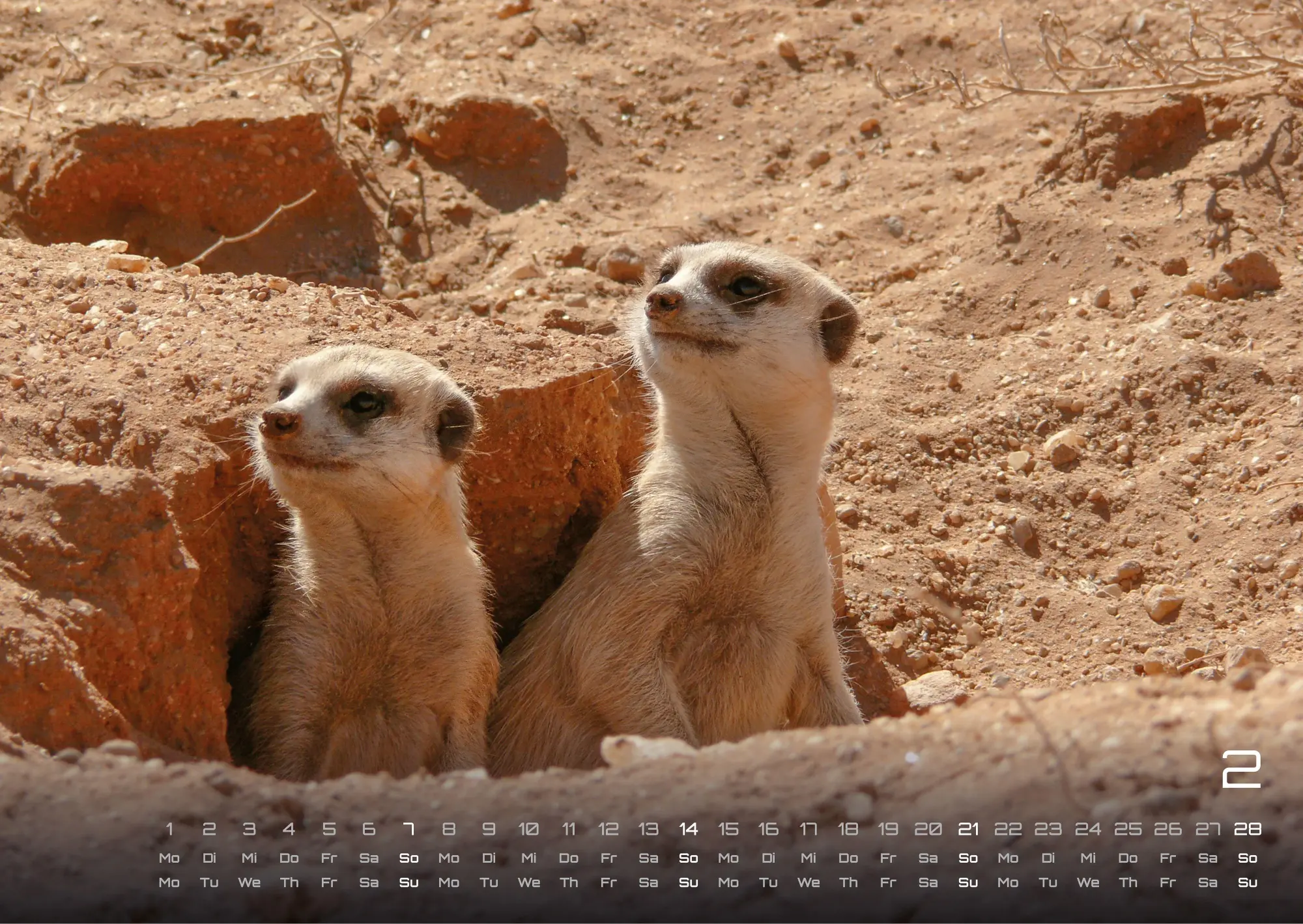 Bild: 9783986737368 | Erdmännchen - Kleine Wächter, große Abenteuer! - 2027 - Kalender...