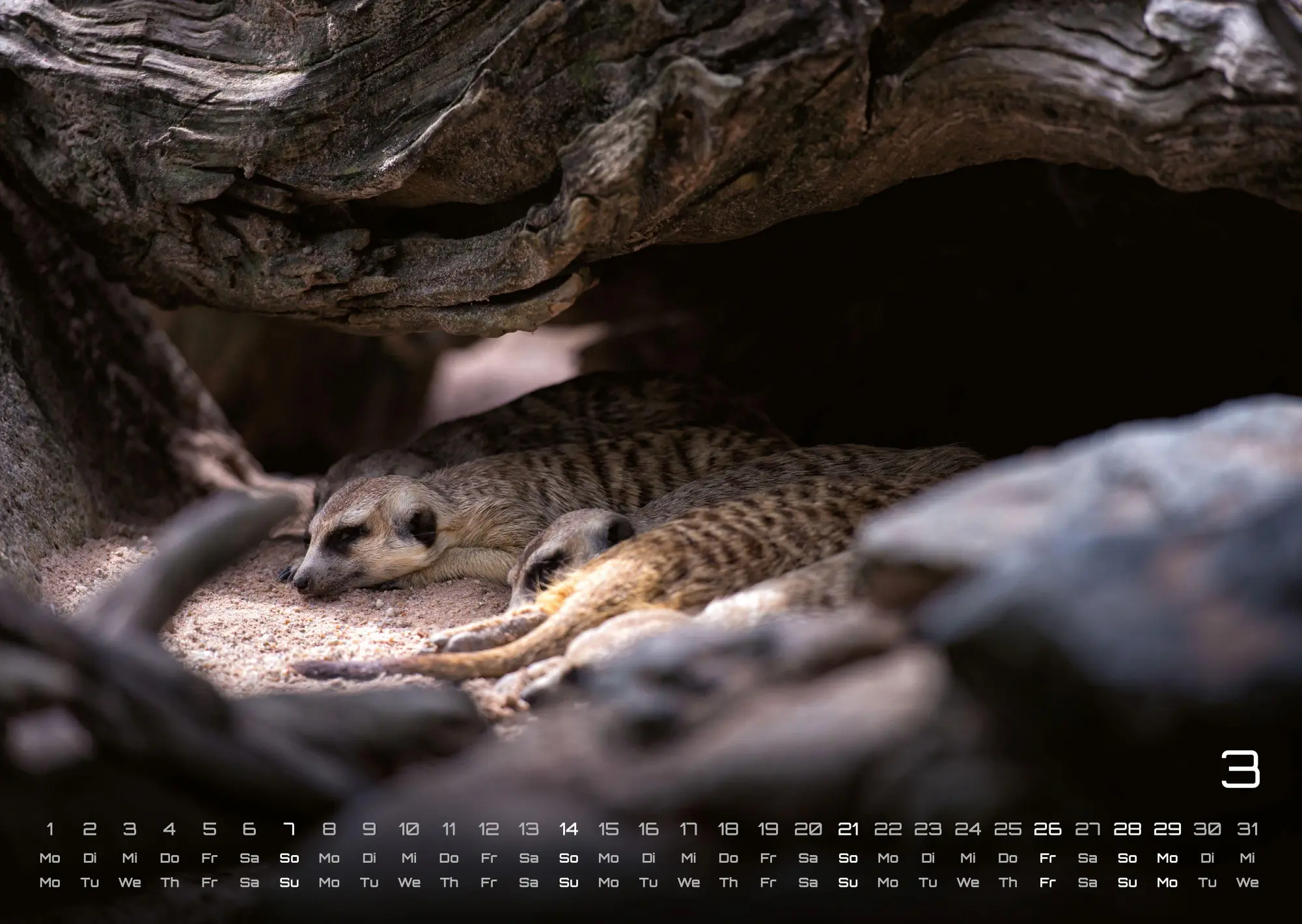 Bild: 9783986737368 | Erdmännchen - Kleine Wächter, große Abenteuer! - 2027 - Kalender...