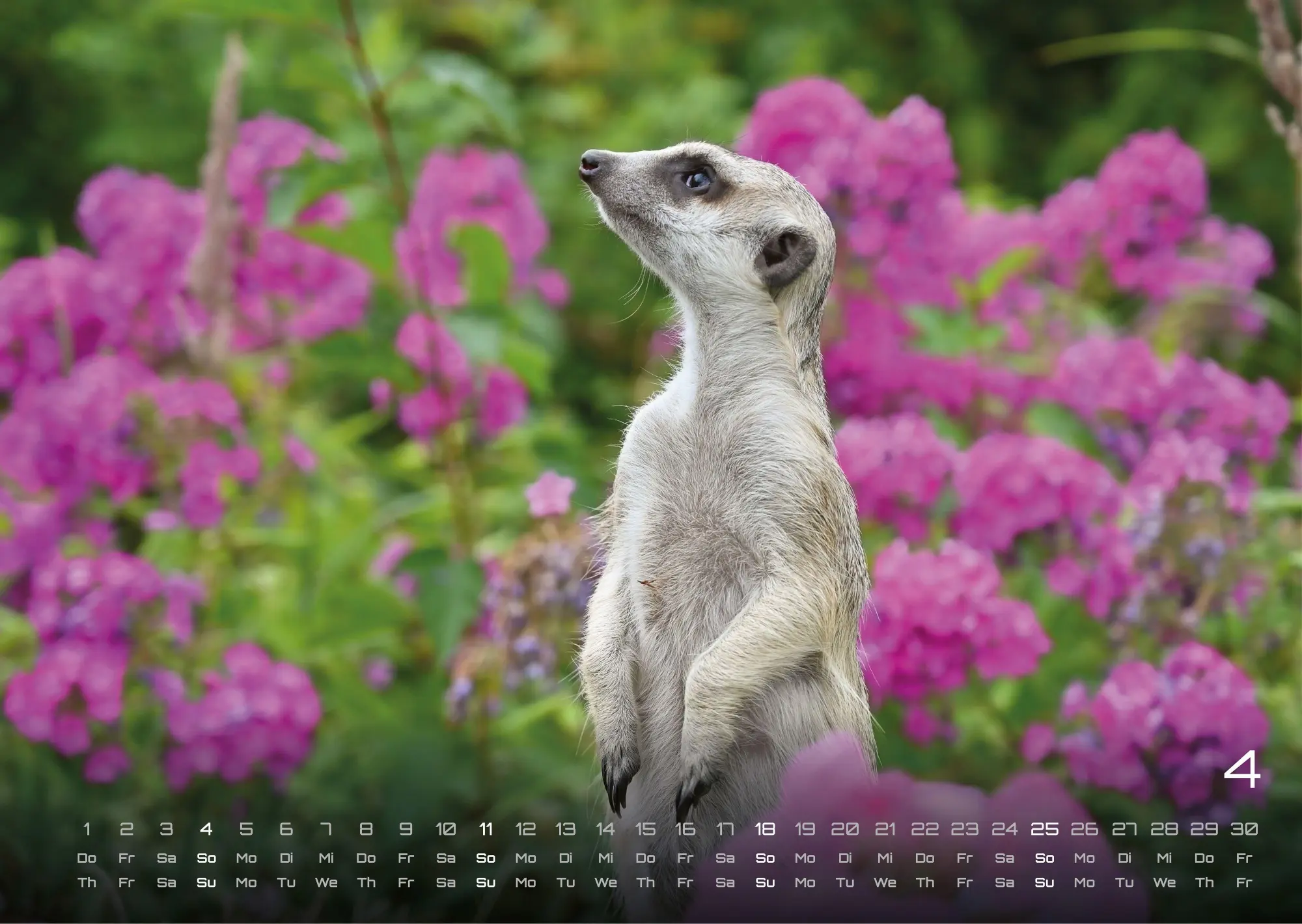 Bild: 9783986737368 | Erdmännchen - Kleine Wächter, große Abenteuer! - 2027 - Kalender...