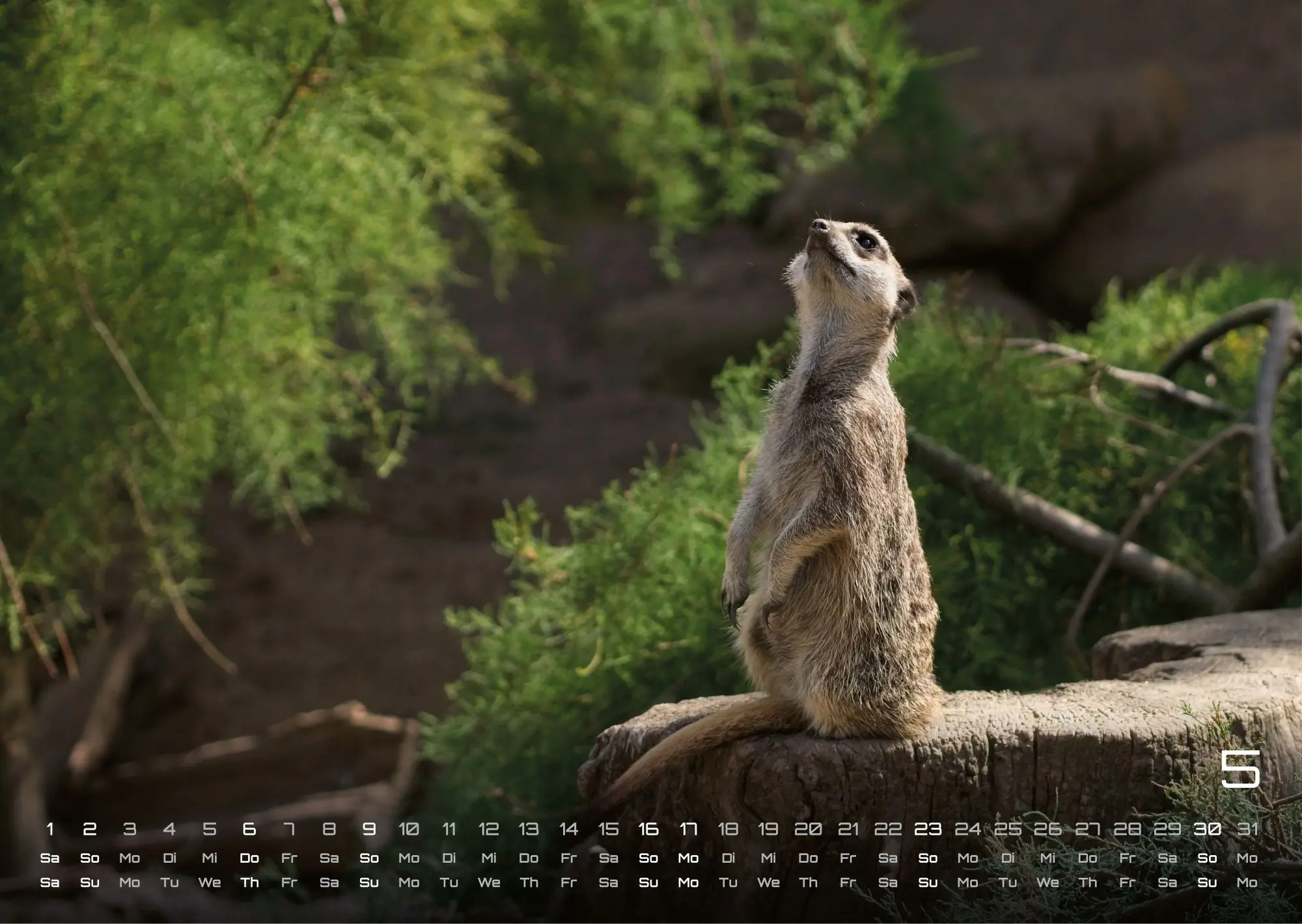 Bild: 9783986737368 | Erdmännchen - Kleine Wächter, große Abenteuer! - 2027 - Kalender...
