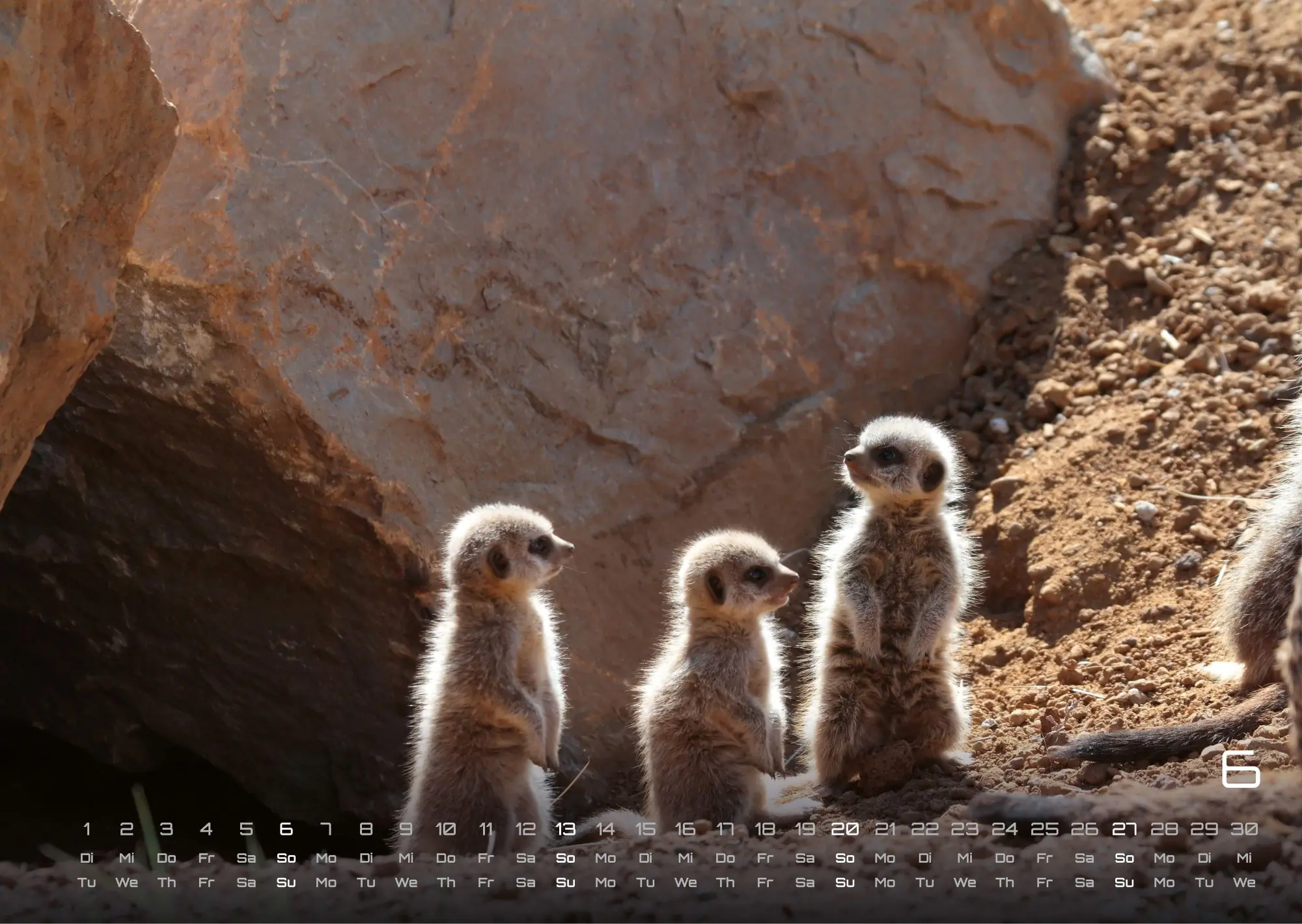 Bild: 9783986737368 | Erdmännchen - Kleine Wächter, große Abenteuer! - 2027 - Kalender...