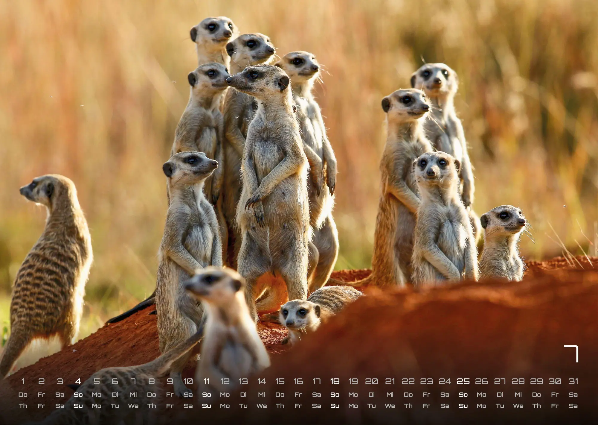 Bild: 9783986737368 | Erdmännchen - Kleine Wächter, große Abenteuer! - 2027 - Kalender...