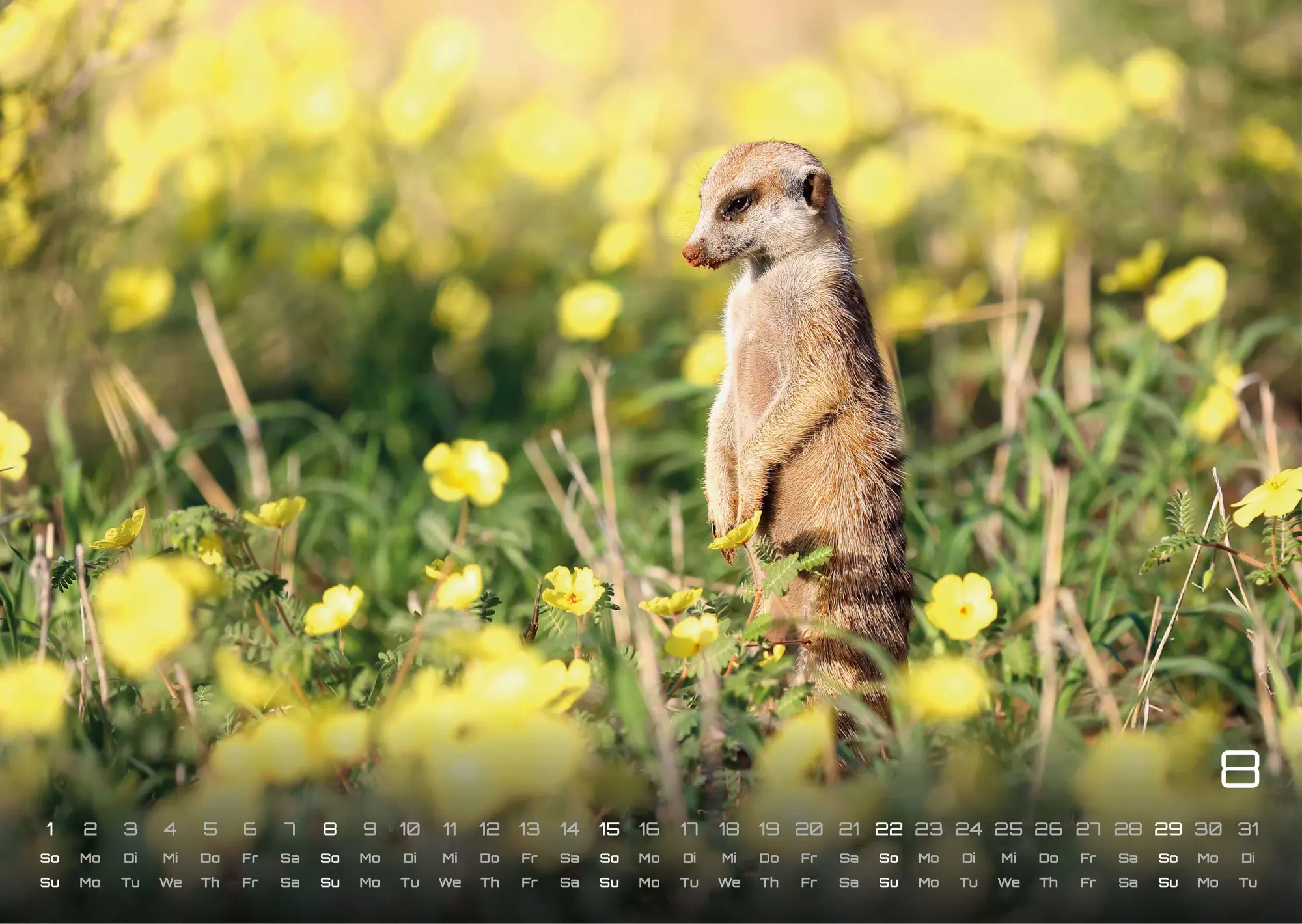 Bild: 9783986737368 | Erdmännchen - Kleine Wächter, große Abenteuer! - 2027 - Kalender...