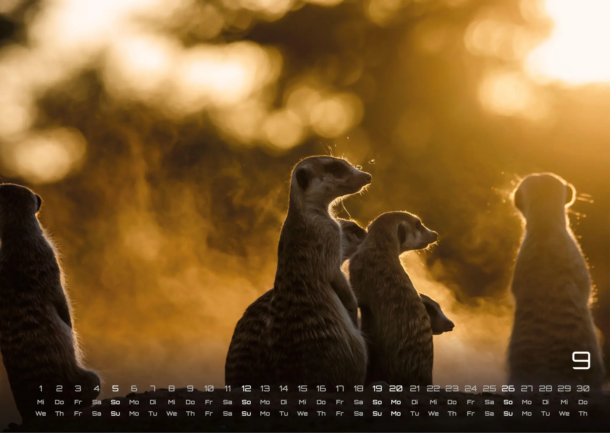 Bild: 9783986737368 | Erdmännchen - Kleine Wächter, große Abenteuer! - 2027 - Kalender...