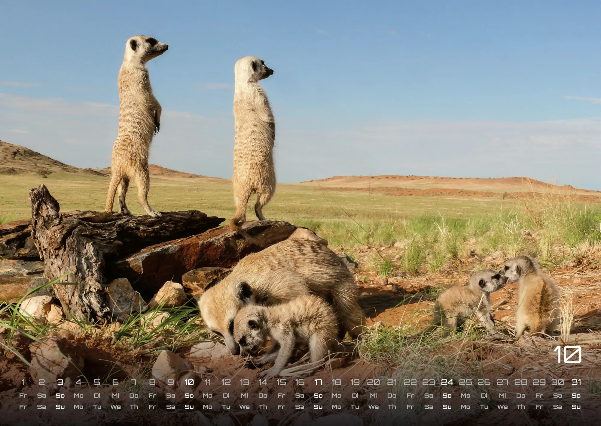Bild: 9783986737368 | Erdmännchen - Kleine Wächter, große Abenteuer! - 2027 - Kalender...