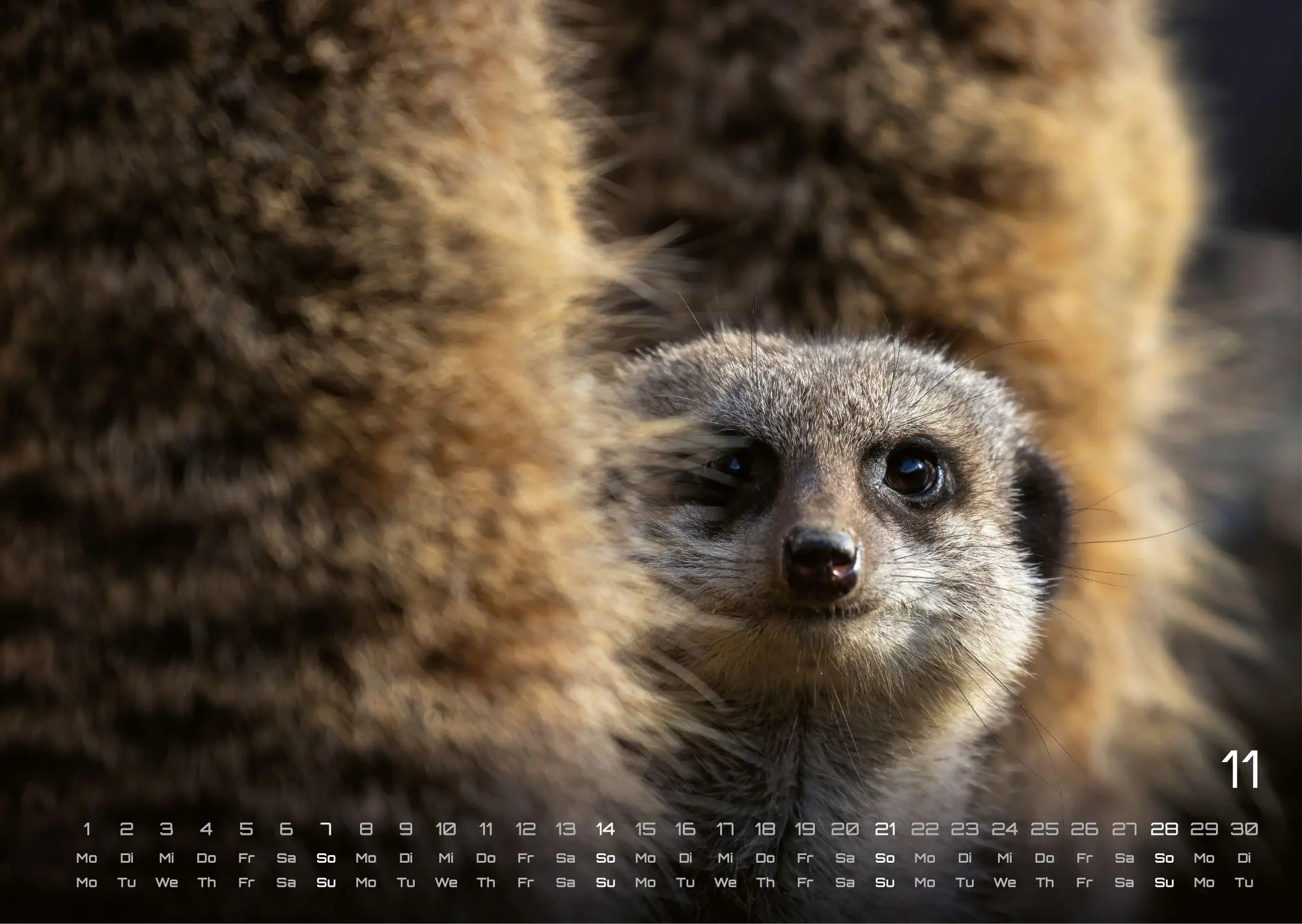 Bild: 9783986737368 | Erdmännchen - Kleine Wächter, große Abenteuer! - 2027 - Kalender...