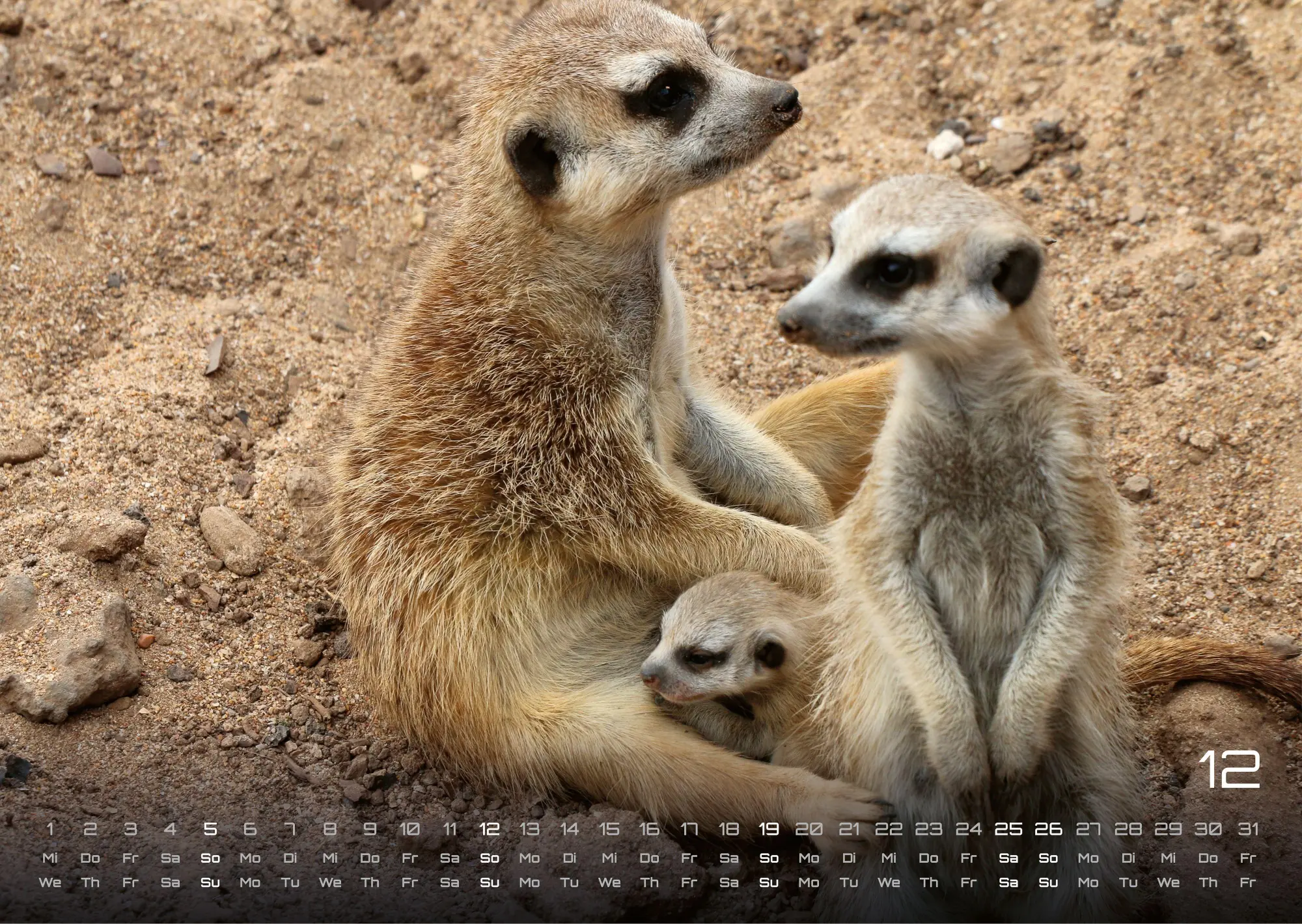Bild: 9783986737368 | Erdmännchen - Kleine Wächter, große Abenteuer! - 2027 - Kalender...