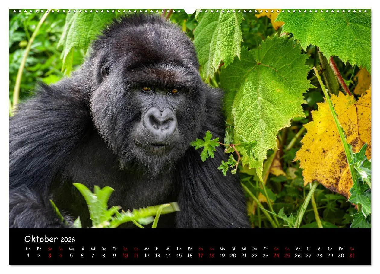 Bild: 9783457687468 | Berggorillas: die bedrohten Riesen (Wandkalender 2026 DIN A2 quer),...