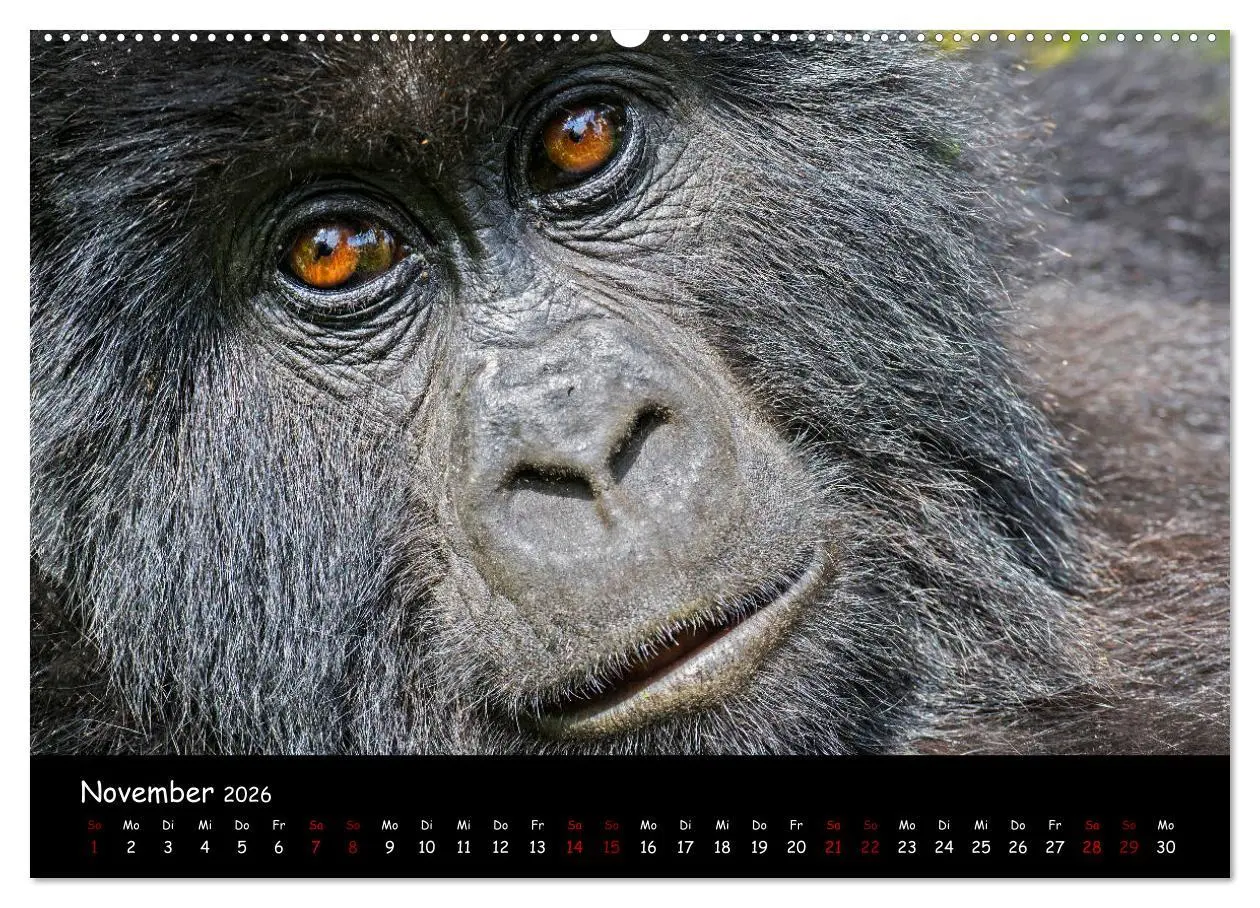 Bild: 9783457687468 | Berggorillas: die bedrohten Riesen (Wandkalender 2026 DIN A2 quer),...