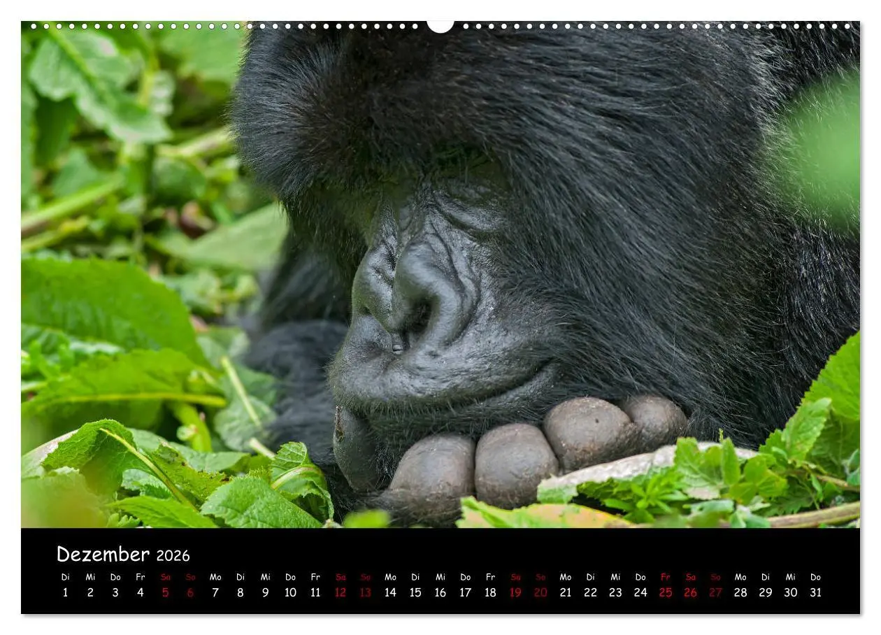 Bild: 9783457687468 | Berggorillas: die bedrohten Riesen (Wandkalender 2026 DIN A2 quer),...