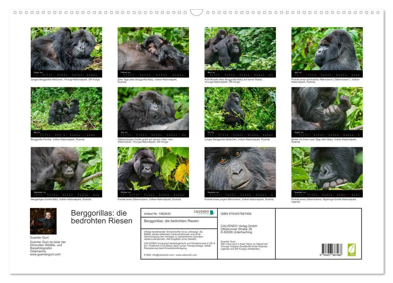 Bild: 9783457687468 | Berggorillas: die bedrohten Riesen (Wandkalender 2026 DIN A2 quer),...