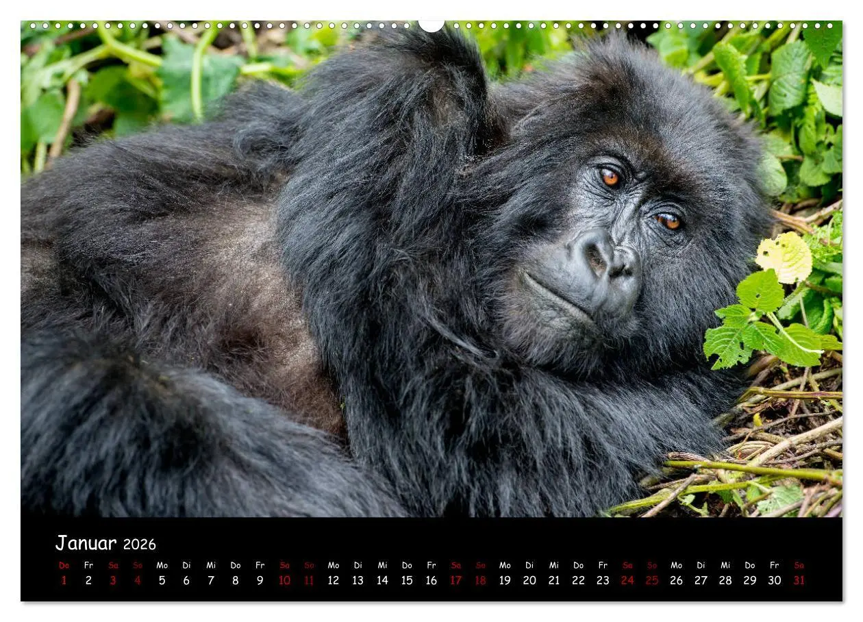 Bild: 9783457687468 | Berggorillas: die bedrohten Riesen (Wandkalender 2026 DIN A2 quer),...