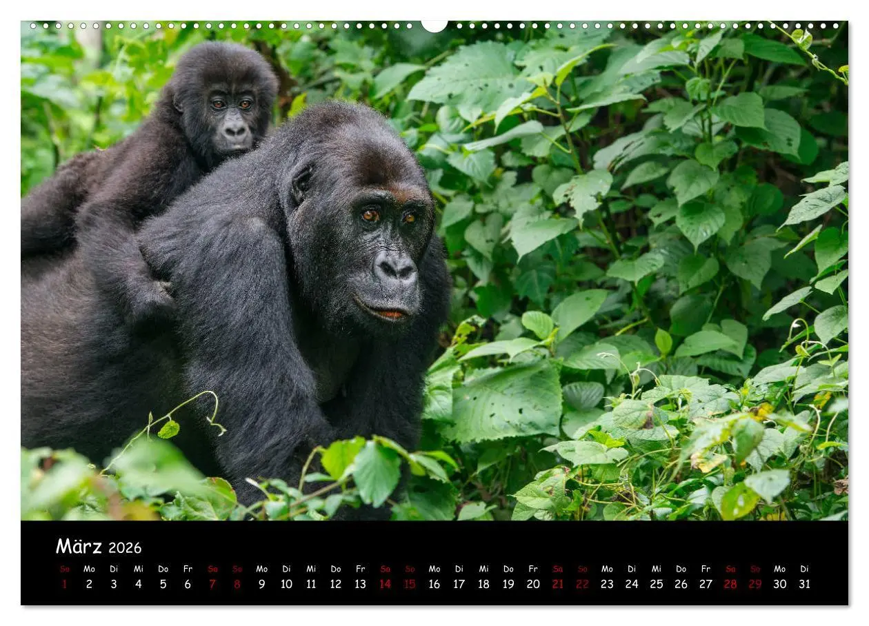 Bild: 9783457687468 | Berggorillas: die bedrohten Riesen (Wandkalender 2026 DIN A2 quer),...