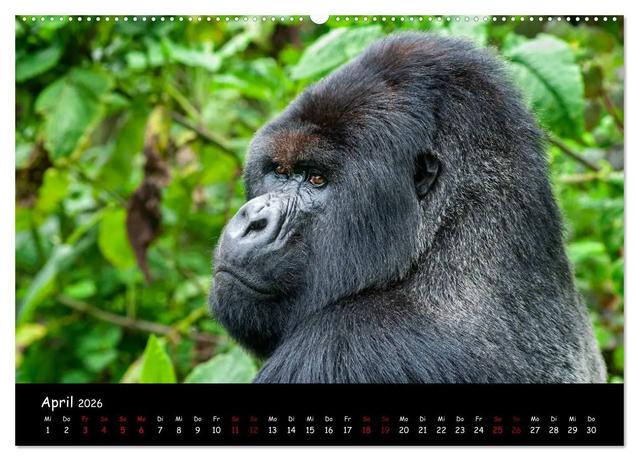 Bild: 9783457687468 | Berggorillas: die bedrohten Riesen (Wandkalender 2026 DIN A2 quer),...