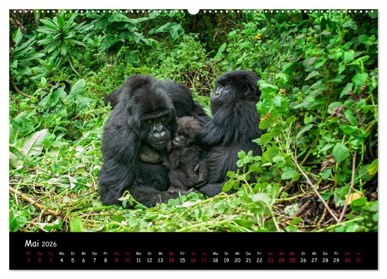 Bild: 9783457687468 | Berggorillas: die bedrohten Riesen (Wandkalender 2026 DIN A2 quer),...