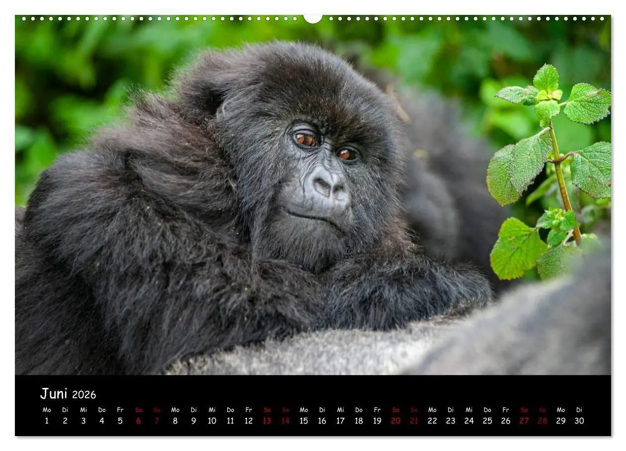 Bild: 9783457687468 | Berggorillas: die bedrohten Riesen (Wandkalender 2026 DIN A2 quer),...