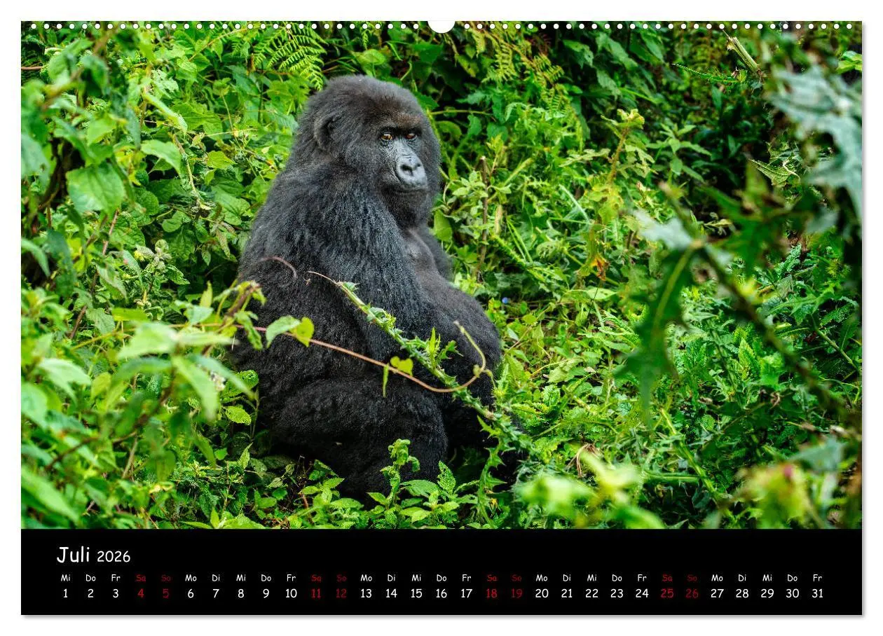 Bild: 9783457687468 | Berggorillas: die bedrohten Riesen (Wandkalender 2026 DIN A2 quer),...