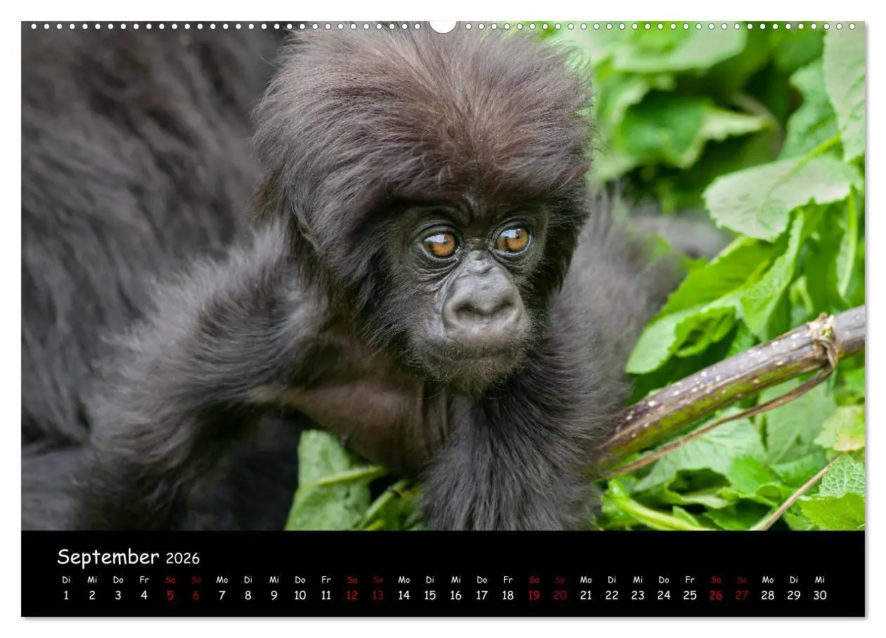 Bild: 9783457687468 | Berggorillas: die bedrohten Riesen (Wandkalender 2026 DIN A2 quer),...