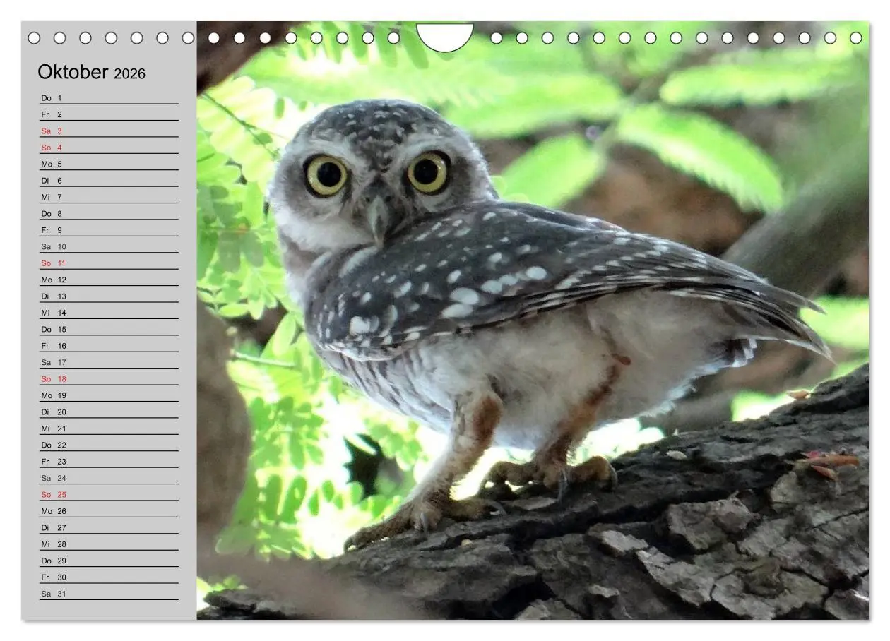 Bild: 9783457997468 | Eulen. Gefiederte Weisheit (Wandkalender 2026 DIN A4 quer),...