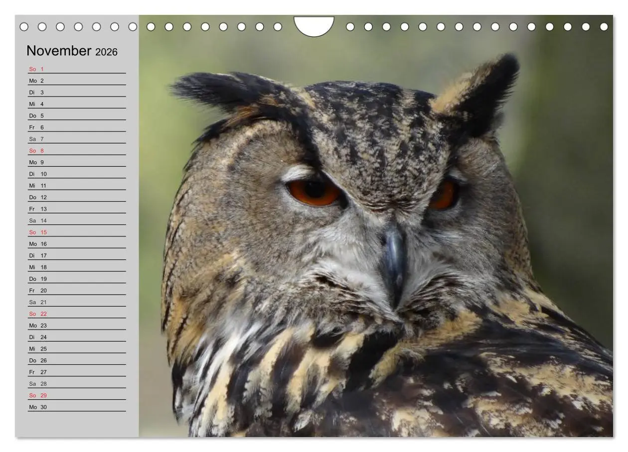 Bild: 9783457997468 | Eulen. Gefiederte Weisheit (Wandkalender 2026 DIN A4 quer),...